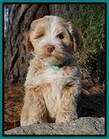 Laynie Camo pups 7 wks old 241