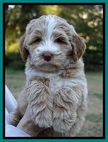 Laynie Camo pups 7 wks old 251