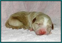 Laynie Camo pups newborn 71