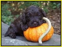 Laynie Camo pups 3 wks old 241