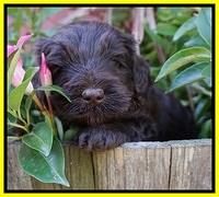 Laynie Camo pups 4 wks old 22100