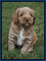 Laynie Benx pups 5 wks old 51