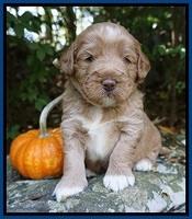 Laynie Benz pups 3 wks old 41