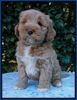Laynie Benz pups 6 wks old 11