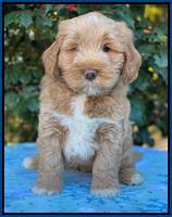 Laynie Benz pups 6 wks old 21