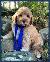 Laynie Benz pups 8 wks old 292
