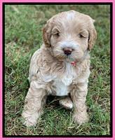 Laynie Benx pups 5 wks old 81