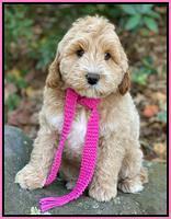 Laynie Benz 8 pups 8 wks old 12000