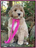Laynie Benz 8 pups 8 wks old 42000