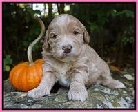 Laynie Benz pups 3 wks old 71