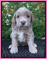 Laynie Benz pups 4 wks old 51