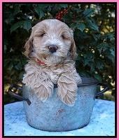 Laynie Benz pups 6 wks old 61