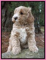 Laynie Benz pups 7 wks old 141
