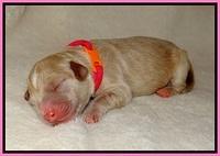 Laynie Benz pups Newborn 3112