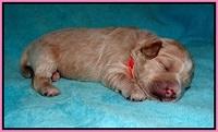 Laynie and Benz pups 1 wk old 71