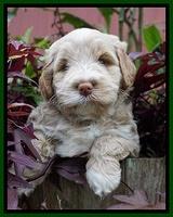 Laynie Benx pups 5 wks old 101
