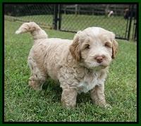 Laynie Benx pups 5 wks old 111