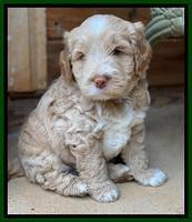 Laynie Benx pups 5 wks old 121