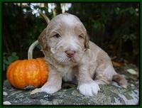 Laynie Benz pups 3 wks old 101