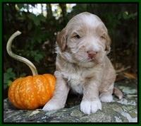 Laynie Benz pups 3 wks old 81