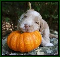Laynie Benz pups 3 wks old 91