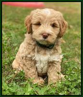 Laynie Benz pups 7 wks old 201