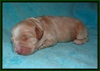 Laynie and Benz pups 1 wk old 81