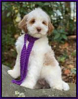 Laynie Benz 8 pups 8 wks old 92000