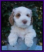Laynie Benz pups 6 wks old 111