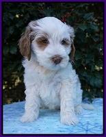 Laynie Benz pups 6 wks old 131