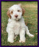 Laynie Benz pups 7 wks old 241