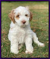 Laynie Benz pups 7 wks old 261