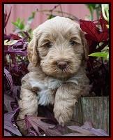 Laynie Benx pups 5 wks old 201