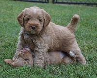 Laynie Benx pups 5 wks old 341