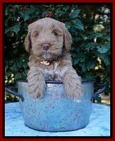 Laynie Benz pups 6 wks old 151