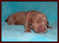Laynie and Benz pups 1 wk old 1325