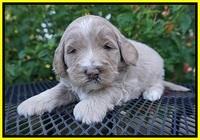 Laynie Benz pups 4 wks old 161