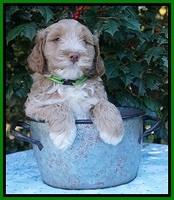 Laynie Benz pups 6 wks old 181