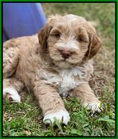 Laynie Benz pups 7 wks old 441