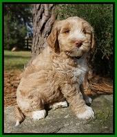 Laynie Benz pups 7 wks old 451