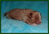 Laynie and Benz pups 1 wk old 151