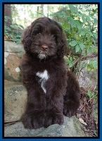 indivual puppy photos