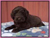Liza Camo pups 5 wks old 21