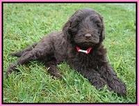 Liza Camo pups 6 wks old 11