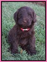 Liza Camo pups 6 wks old 21