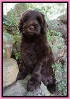 Liza Camo pups 8 wks old 65000