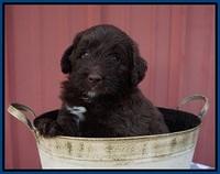 Liza Camo pups 5 wks old 61