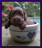 Liza Camo pups 3 wks old 81