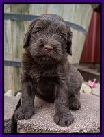 Liza Camo pups 4 wks old 111