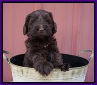 Liza Camo pups 5 wks old 81